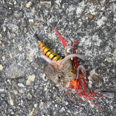 <p>トミー坂様　旧一文字カーブ周辺　アズーロ・蛸電でタコジグサイズ…！これに張り付かれたそうです…。根掛かりと思ってるやつ、けっこうタコ🐙ですよ！</p>