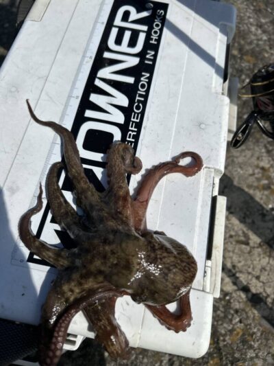 <p>ハネ研会長　福山様　旧一文字白灯周辺　タコエギで新子タコ🐙エビ撒きの後にしっかりタコもゲット♪</p>