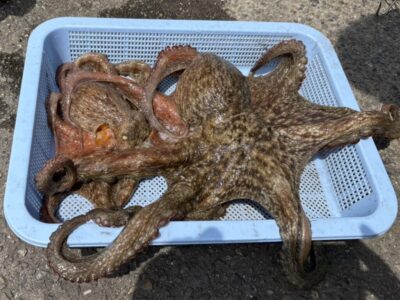 <p>森様　沖の北　タコエギで良型タコ1.28kg🐙張り付かれたようですが、動き出すのを待って激合わせ！根掛かりやと思ってるの実はタコな事が多いですよ！</p><p>これの他に北で1.5kgくらいのを釣ってる方がいました。あと大ダコをバラした方も…。</p>