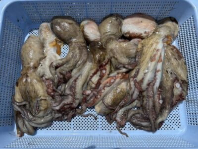 <p>高橋様　旧一文字3番周辺　イカエギ改で新子タコ🐙</p>
