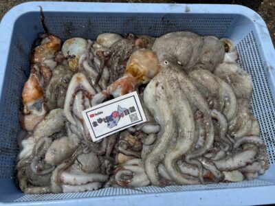 <p>まゆげの釣り日記様　旧一文字3番周辺　イカエギ改で新子〜良型タコ🐙</p>