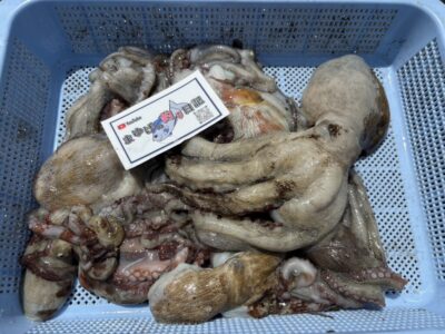 <p>まゆげの釣り日記　お弟子様　旧一文字3番周辺　イカエギ改で新子〜良型タコ🐙</p>
