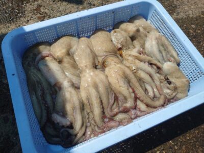 <p>ヤナギハラ様　旧一文字カーブ〜白灯タコエギで新子〜良型タコ🐙</p>