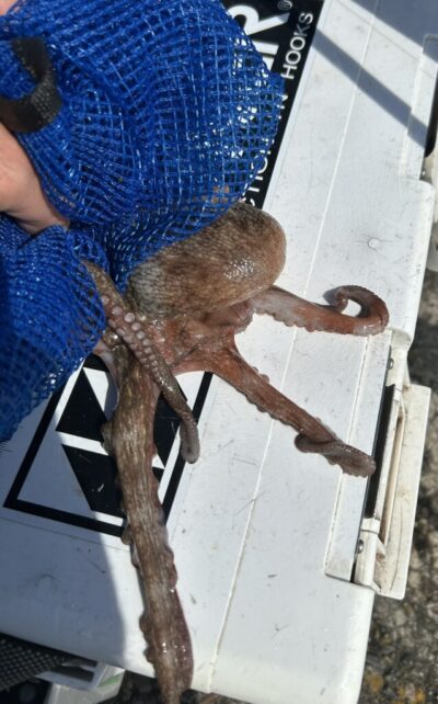 <p>ハネ研会長　福山様　旧一文字赤灯　エビ撒きの後にタコ🐙もゲット♪</p>