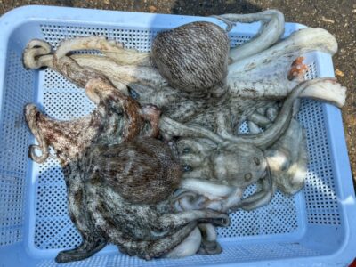 <p>松村名人　沖の北　オイルフェンス奥の方内向き　長竿+竿下タコジグで良型タコ🐙奥の方の内向きはまだ苦潮がましなようで底で釣れてました。</p>