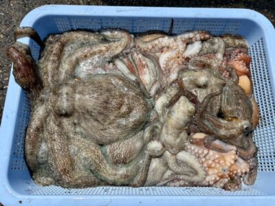 <p>池尾様　旧一文字赤灯内向き　タコエギ＆タコジグで新子〜良型タコ🐙</p>