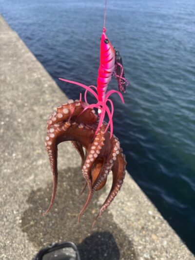 <p>⑨中村様　アズーロ・蛸電で新子タコ🐙</p>