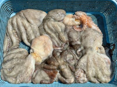 <p>にったこ様　沖の北　ケーソン継ぎ目＆タコエギで新子〜良型タコ🐙</p>