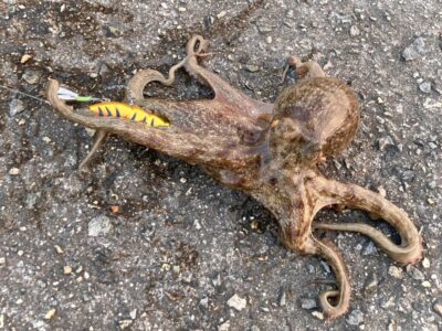 <p>釣れない猫🐱様　沖の北　オイルフェンス内側内向き　アズーロ・蛸電で新子〜良型タコ5つ🐙継ぎ目はダメだったようです。</p>