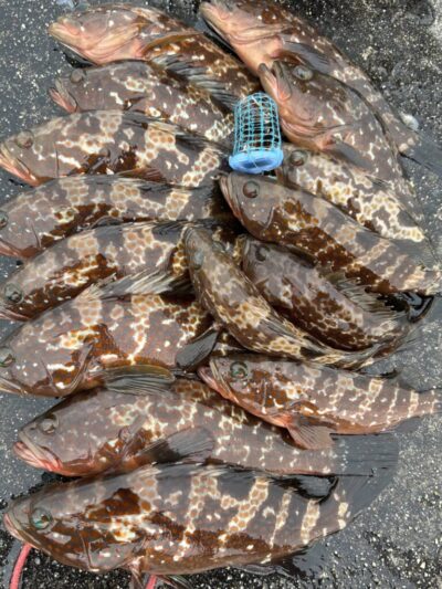 <p>F様　沖の北外向き　エビ撒き釣りで33cmまでのアコウ大漁！撮影後全てリリース♪</p>