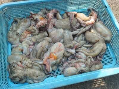 <p>福岡様　旧一文字3番　竿下タコジグで新子タコ🐙</p>