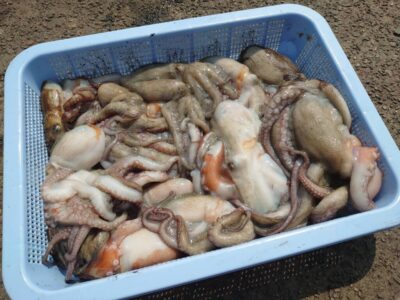 <p>タコ村様　旧一文字3番周辺　タコジグ＆タコエギで新子タコ🐙</p>