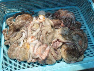 <p>ホークス阪田様　旧一文字3番周辺　竿下タコジグで新子タコ🐙</p>