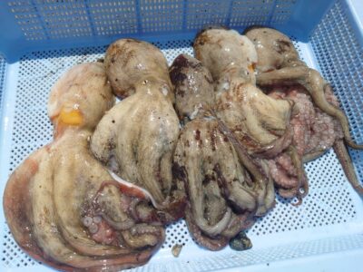 <p>竹村様　中波止3番　タコエギで新子タコ🐙</p>