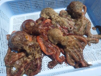 <p>にったこ様　沖の北　タコエギで新子タコ🐙</p>