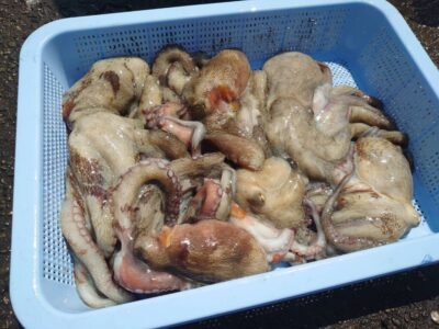 <p>池尾様　旧一文字赤灯〜3番　竿下タコジグ＆外向き遠投で新子タコ🐙</p>