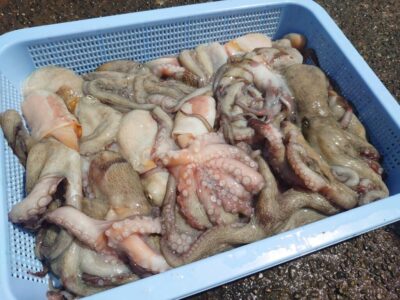 <p>タコ村様　旧一文字3番〜カーブ　タコエギ＆竿下タコジグで新子タコ🐙</p>