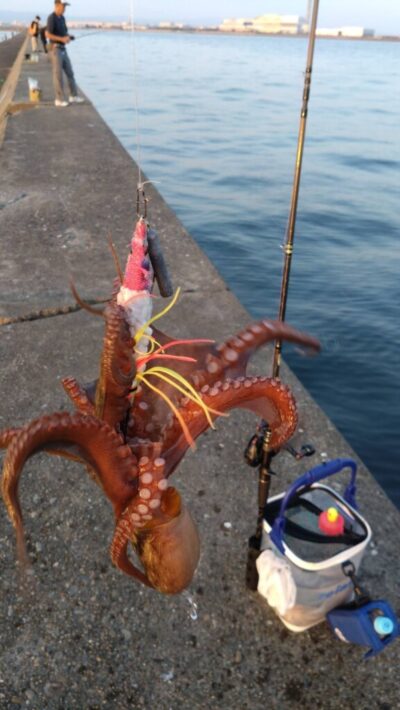 <p>久だこ様　旧一文字赤灯〜3番　内外足元で新子10杯、外向き遠投で450g2つ🐙</p>