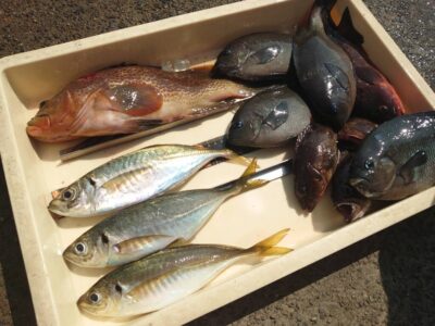 <p>川原鮮魚店様　沖の北先端外向き　エビ撒き釣りでアコウ・グレ・メバル・良型アジ！</p><p>良型アジは3ヒロくらいのグレと同じタナで釣れたそうです。沖の北も根魚普通に釣れてるので苦潮ではないみたい。</p>