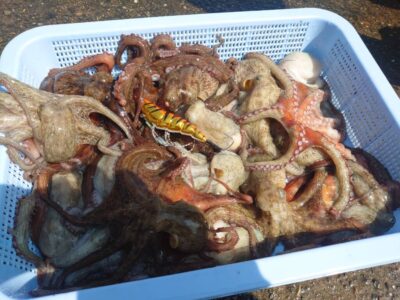 <p>赤坂プロ　旧一文字赤灯〜カーブ　アズーロ・蛸電で新子タコ🐙</p>