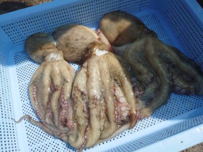 <p>旧一文字赤灯〜3番　タコエギで良型タコ🐙</p>