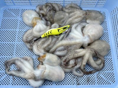 <p>上垣内様　旧一文字赤灯　メジャクラ・蛸乗りジョニーで新子タコ🐙外向き遠投でも釣れたそうです。</p>