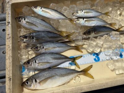 <p>川原鮮魚店様　沖の北　エビ撒き釣りで小〜中アジ！</p>
