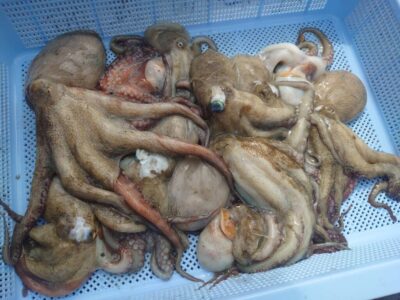 <p>ミラクル宮崎様　旧一文字3番周辺　タコエギで新子〜良型タコ🐙</p>
