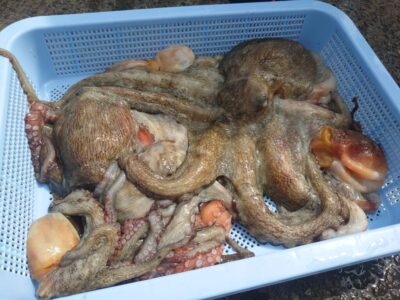 <p>亀本名人　沖の北オイルフェンス内側内向き　イカエギ改で新子〜1.1kg🐙</p>