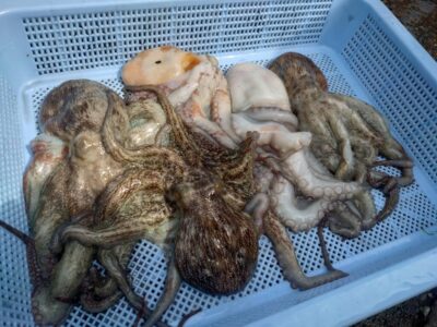<p>久だこ様　旧一文字赤灯　タコエギで新子タコ🐙</p>