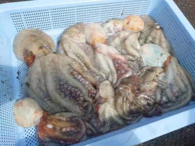 <p>加藤様　旧一文字3番周辺　タコエギで新子〜良型タコ🐙</p>