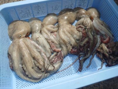 <p>旧一文字カーブ周辺　タコエギで良型タコ🐙今日は足元がいまいちだったみたいです。</p>