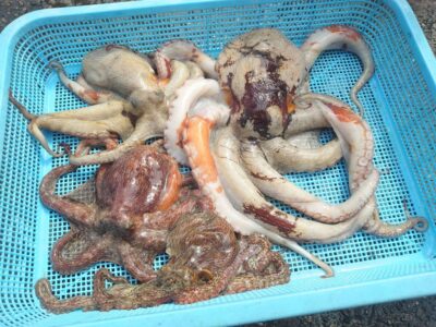 <p>⑨中村様　旧一文字赤灯　タコエギで新子〜1.2kg🐙</p>