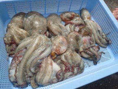 <p>白江親子様　旧一文字3番周辺　タコエギ＆タコジグで新子タコ🐙今日は父の勝ち♪</p>