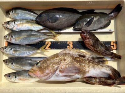 <p>レジェンド山本　沖の北外向き　エビ撒き釣りで良型アコウ・グレ・中アジ！</p>