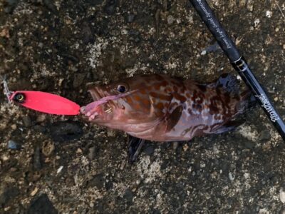 <p>釣れない猫🐱様　沖の北　ライトゲームでアコウ！撮影後リリース♪根魚よくあたるようです。今日も苦潮なし。</p><p>エビ撒きの方もガシラよく釣れたそうです。良型アコウはちょい苦潮くらいがいいんですけど。</p>