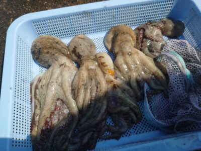 <p>旧一文字カーブ　タコエギで新子タコ🐙</p>