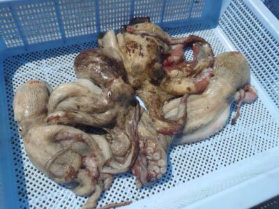 <p>Hさんの弟子未満様　旧一文字白灯〜3番　イカエギ改で新子タコ🐙</p>