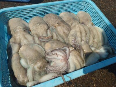 <p>宮田様　旧一文字3番＆沖の北　タコエギで新子〜良型タコ多数🐙良型は全部沖の北での釣果です♪</p>