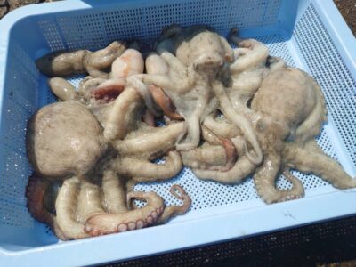 <p>匿名希望💕様　旧一文字3番＆沖の北　タコエギで新子〜良型タコ🐙良型は全部沖の北での釣果♪</p>