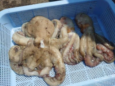 <p>沖の北　タコエギで新子＆良型タコ🐙</p>