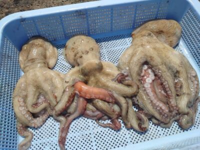 <p>宮本様　沖の北　タコエギで良型タコ🐙</p>