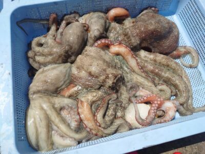 <p>にったこ様　沖の北　タコエギで新子〜良型タコ🐙最大1.1kg！新子のリリース10杯以上</p>