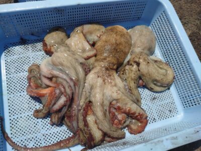 <p>杉さん。様　旧一文字カーブ　タコエギで新子〜良型タコ🐙</p>