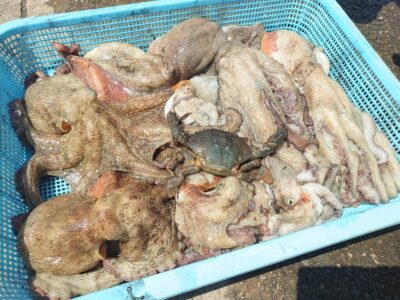 <p>カラミマン様　旧一文字カーブ周辺＆沖の北　タコエギで新子〜良型タコ16杯🐙総重量4kgオーバー♪</p><p>旧一文字で9杯、沖の北で6杯。真ん中のカニはタコが抱いてたそうです。</p>