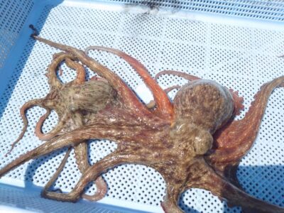 <p>森様　旧一文字カーブ　タコエギで新子タコ🐙</p>