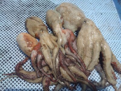 <p>柴田様　中波止と旧一文字赤灯で新子タコ🐙</p>