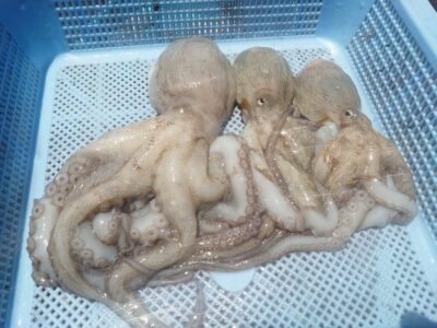 <p>マーバン藤本様　旧一文字カーブ〜白灯＆中波止　タコエギで新子タコ🐙</p>