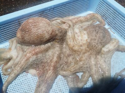 <p>山内🎰君　中波止2番　タコエギで新子〜良型タコ1.1kg🐙</p>