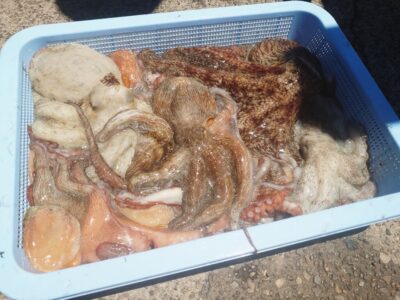 <p>ひかるん＆なおみん様　タコ23杯🐙沖の北と中波止で半分ずつ♪最大1.47kg！良型も沢山♪</p><p>沖の北は朝の時合いはいまいちだったようですが7時半頃に時合いを掴んで連発したそうです。中波止移動後もポツリポツリ拾えたみたい♪</p><p>今日は沖・旧・中波止ともに朝の時合いはぱっとせず。釣れない状況に耐えてコツコツ頑張らないといけない感じでした。</p><p>今年はあたり年と言っていいくらいなんですが、良い年は朝の時合いの後もまた時合いが来ることが多いですね。</p><p>朝の時合いでパターンを掴んで数を伸ばす→時合いが終ってもポツリポツリ拾いながら、次のパターン・時合いを見つけるって感じです。</p><p>釣り方をうまくなるのも大事ですが、状況判断・立ち回りも重要です！</p>